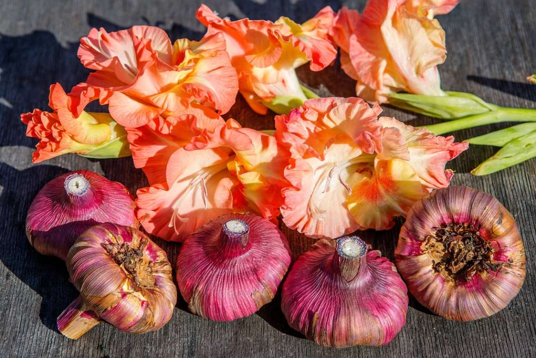 gladioli bulbs