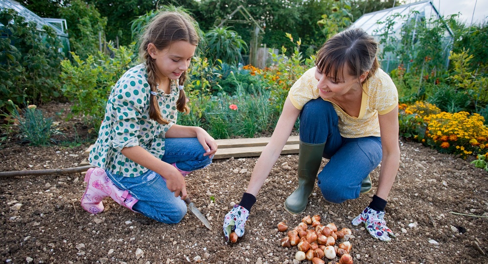 Planting summer bulbs