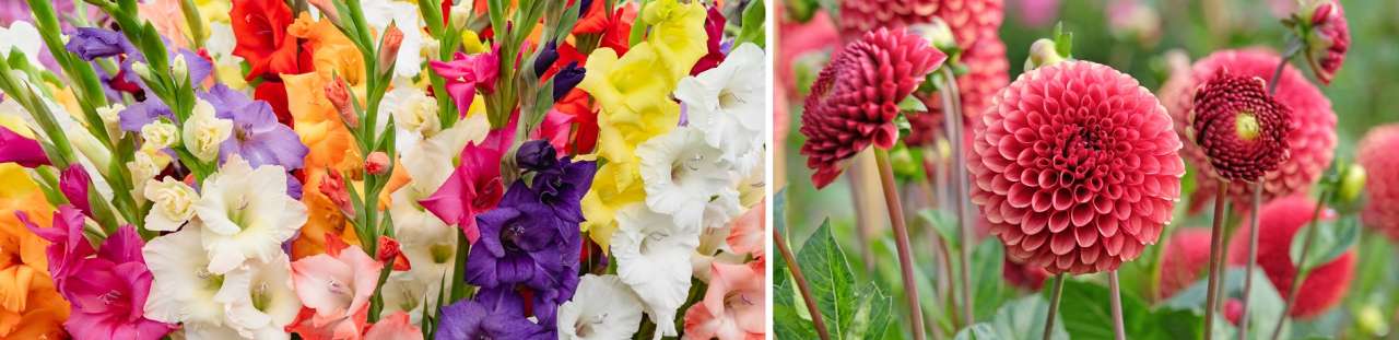 Summer-bulbs-begonias-gladiolus