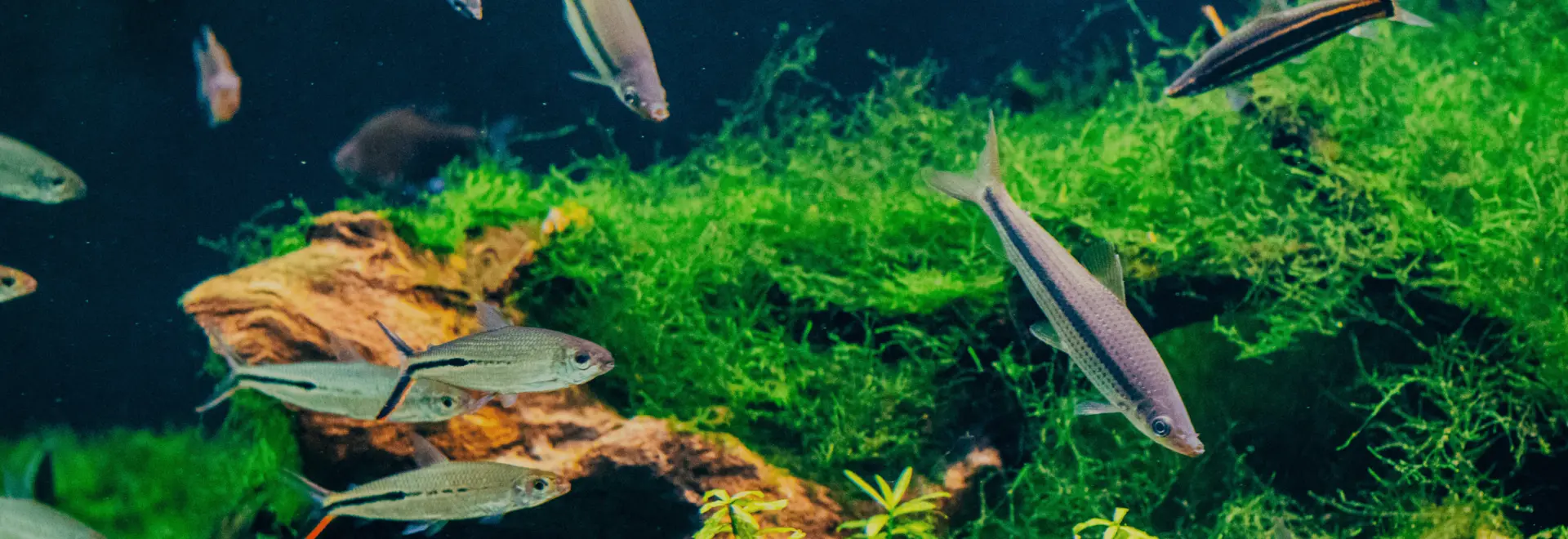 Create a Healthy, Beautiful Home for Your Fish