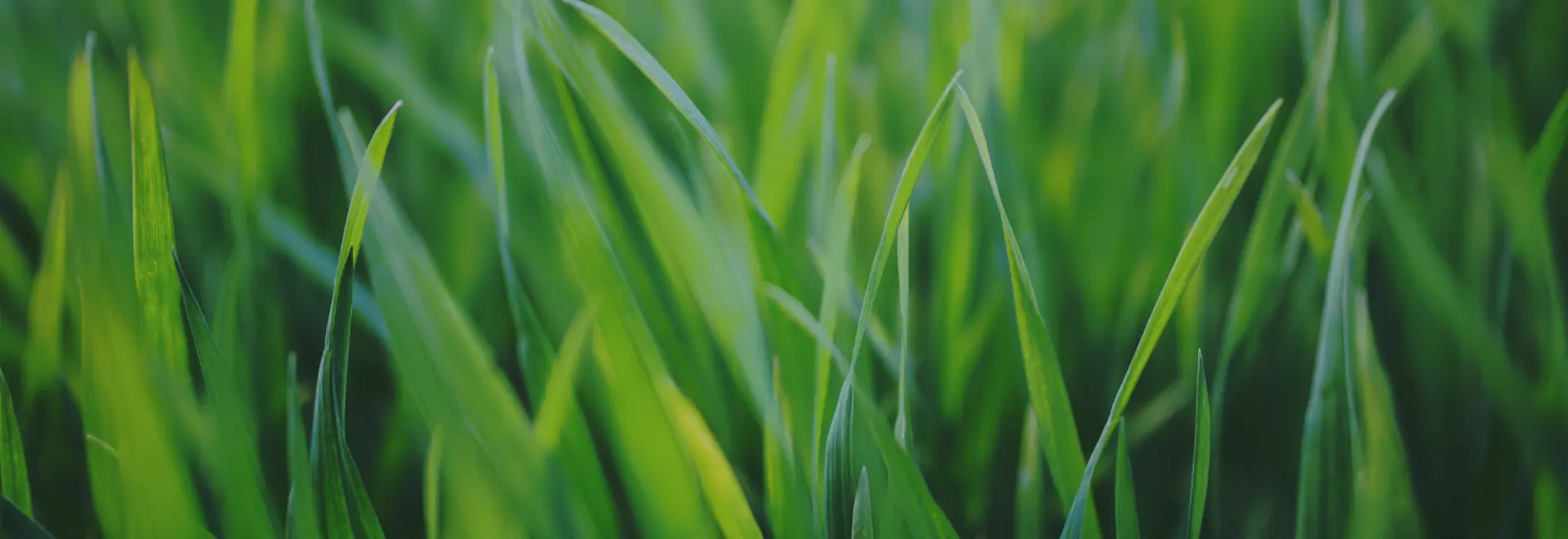 Grow a healthier lawn this season