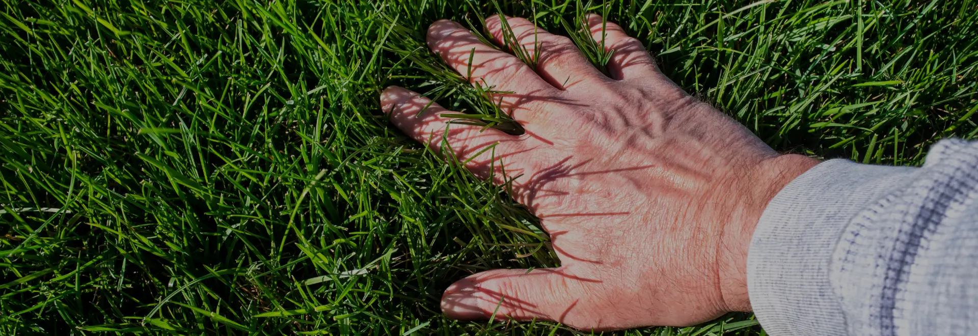Give Your Lawn the Attention It Deserves