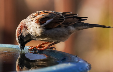 15 gardening tips for December