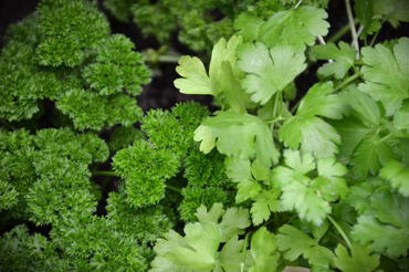 5 easy-to-grow herbs