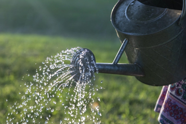5 tips to save water in the garden