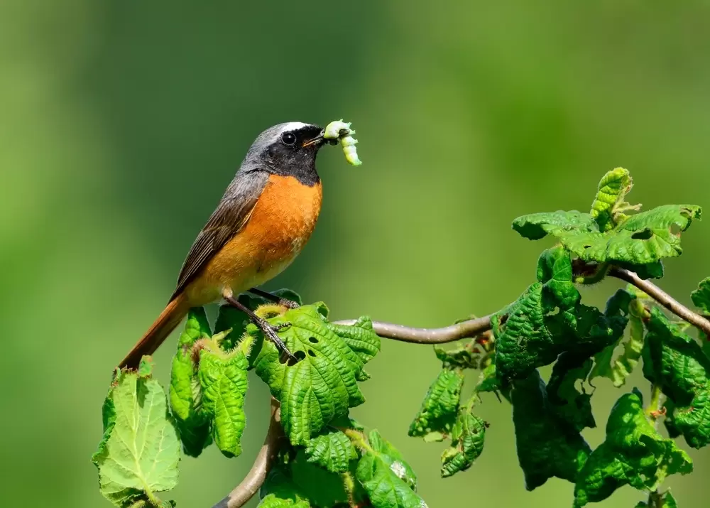 7 simple organic pest control tips Hanleys of Cork