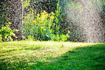 7 ways to help your garden cope with heatwaves