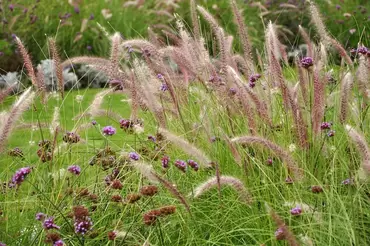 8 great ornamental grasses to grow