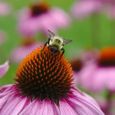 8 ways to create a biodiverse garden