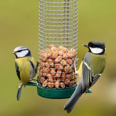 Attracting Birds to your Garden