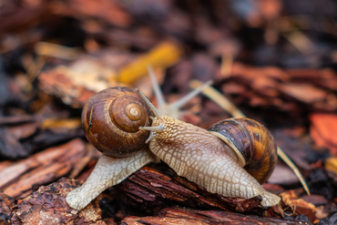 Avoid snails in the garden with these tips