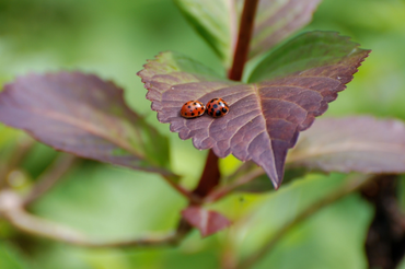 Beneficial insects for your garden