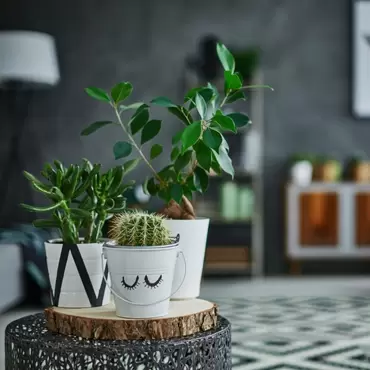 Caring For Houseplants