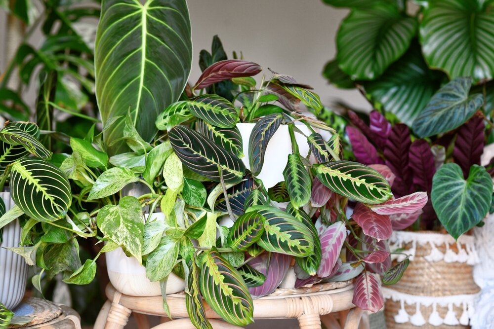 elevated indoor planter Modern Elevated Planter and Plant Stand Set