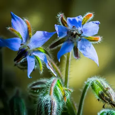 Growing Edible Flowers