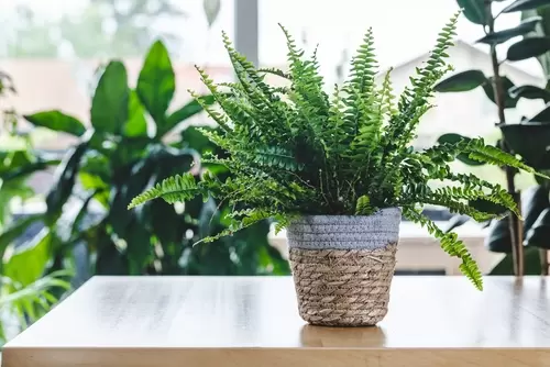 Fantastic ferns to grow indoors