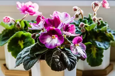 Flowering houseplants