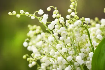 Fragrant spring plants: our 10 favourites