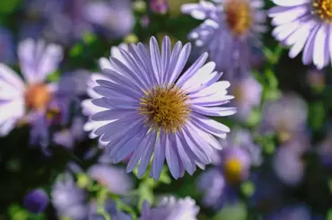 Garden plants for autumn colour