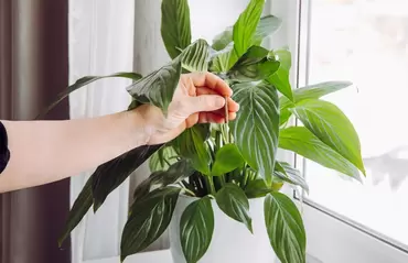 How to feed your houseplants