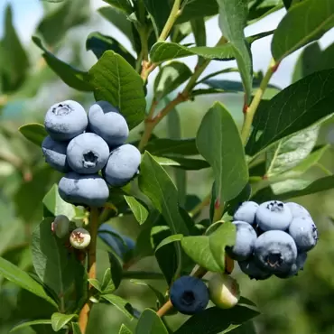 How to Grow Blueberries
