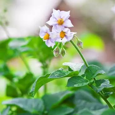 How to grow potatoes