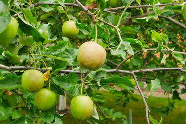 How to harvest apples and pears