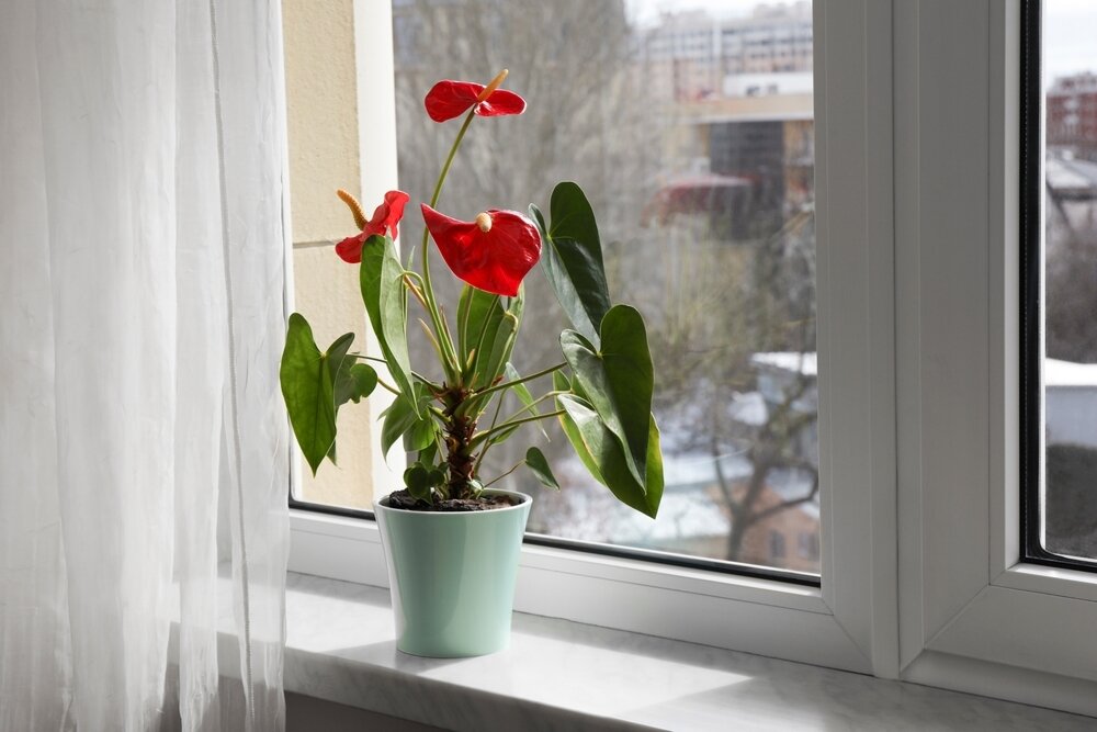 How to keep your houseplants flourish in winter Hanleys of Cork