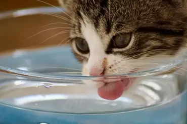 Keeping animals cool in heat