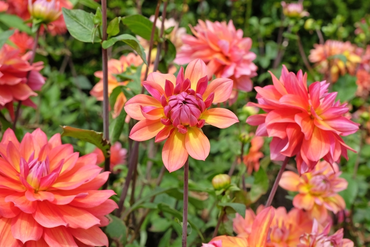 Our favourite summer bulbs to plant now