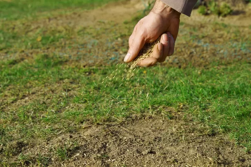Best grass seed discount for overseeding
