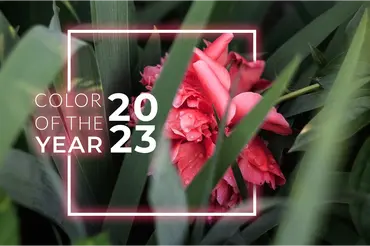 Pantone 2023 colour of the year in your garden