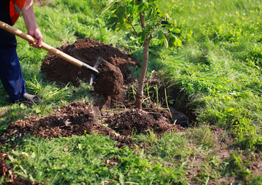 Plant a tree