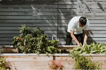 Planting in a raised garden bed