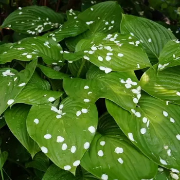 Plants for Shady Gardens