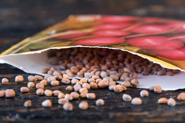 Successful spring harvest with these 5 seed starter tips