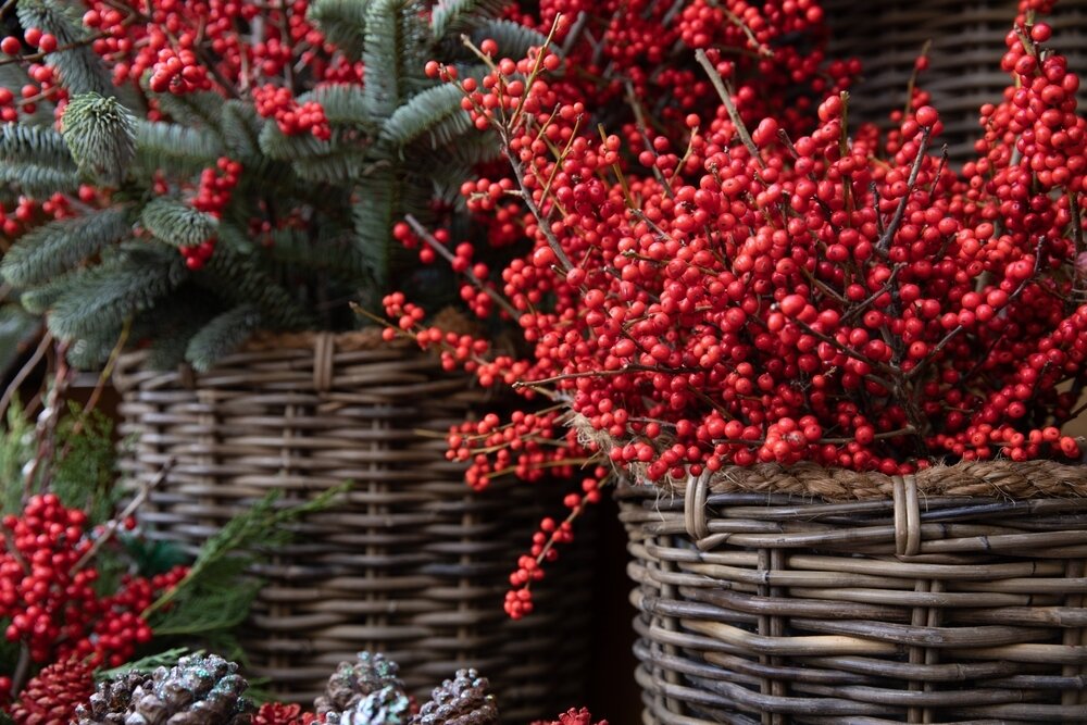 Top five winterinterest plants for your garden and balcony Hanleys