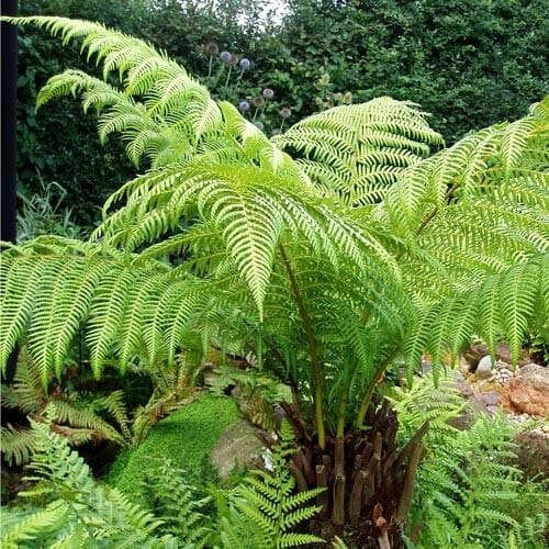 Tree Ferns - Frequently Asked Questions