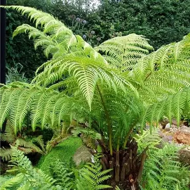 Dicksonia Antarctica