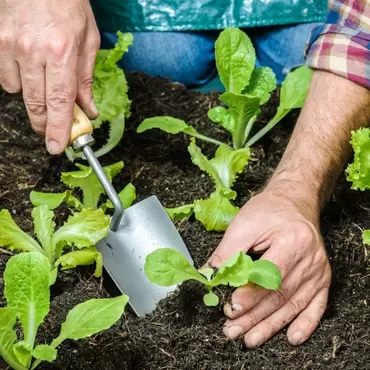 What to sow in the kitchen garden in May