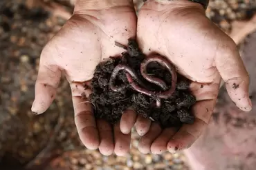 Why you should love earthworms