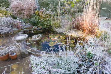 Winter pond maintenance tips