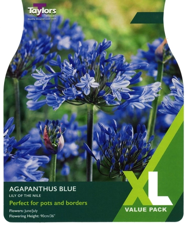 Agapanthus Blue 1-2 Eyes XL