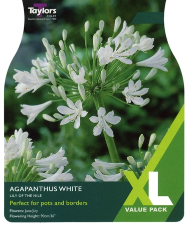 Agapanthus White 1-2 Eyes XL