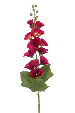 Alcea Spray Fuchsia 105cm
