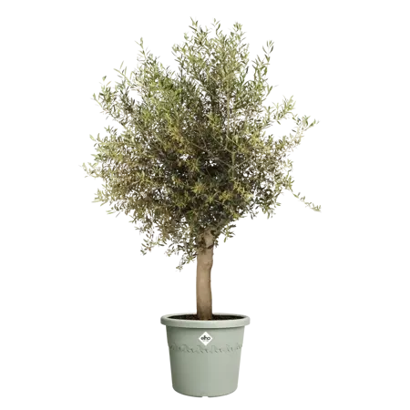 Algarve Cilindro 48cm Thyme Green - image 3