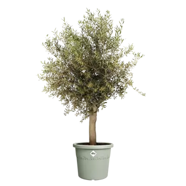 Algarve Cilindro 48cm Thyme Green - image 3