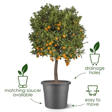 Algarve Cilindro Thyme Green 58cm - image 5
