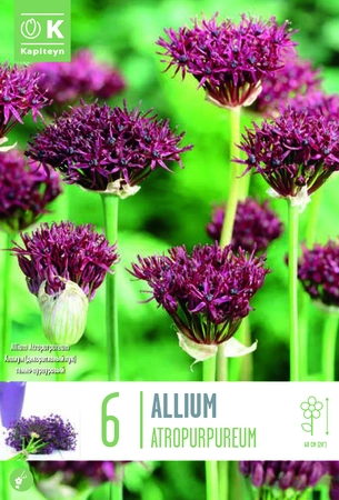 Allium Atropurpureum Bulbs