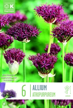Allium Atropurpureum Bulbs